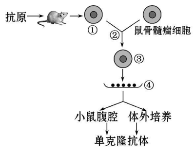 2014屆高三生物二輪復習專項檢測 基因工程、細胞工程（Word版含解析答案）——細胞工程專題解析