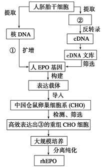 細胞工程 現代生物技術的核心力量